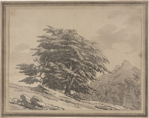Delineations of the General Character Ramifications and Foliage of Forest Trees: Cedar, 1789. John