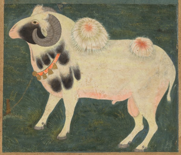A royal ram with a gold chain, c. 1585; border added probably 1700s. India, Mughal. Opaque