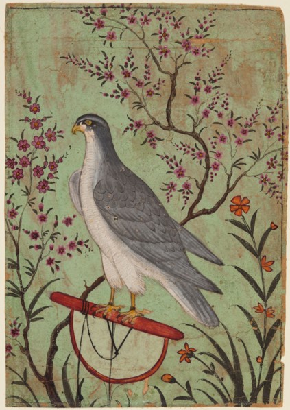 Falcon on a Perch, c. 1610. India, Rajasthan, Amber. Color on paper; miniature: 12.8 x 8.9 cm (5