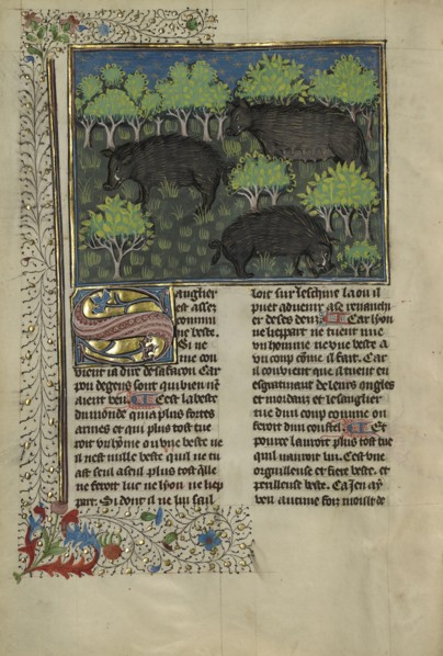 Wild Boars; Brittany, France; about 1430 - 1440; Tempera colors, gold paint, silver paint, and gold leaf on parchment; Leaf: 26.