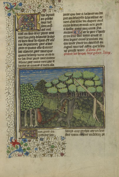 A Wolf Caught in a Foot Trap; Brittany, France; about 1430 - 1440; Tempera colors, gold paint, silver paint, and gold leaf on