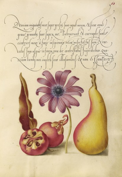 Medlar, Poppy Anemone, and Pear; Joris Hoefnagel, Flemish , Hungarian, 1542 - 1600, and Georg Bocskay, Hungarian, died 1575