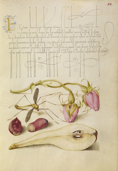 French Rose, Crane Fly, European Filbert, and Pear; Joris Hoefnagel, Flemish , Hungarian, 1542 - 1600, and Georg Bocskay