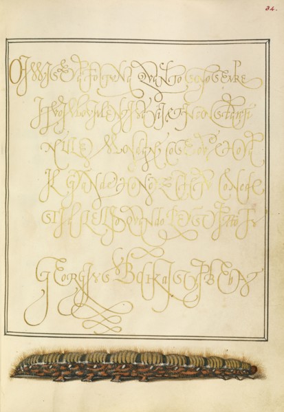 Larva of an Oak Egger Moth; Joris Hoefnagel, Flemish , Hungarian, 1542 - 1600, and Georg Bocskay, Hungarian, died 1575, Vienna