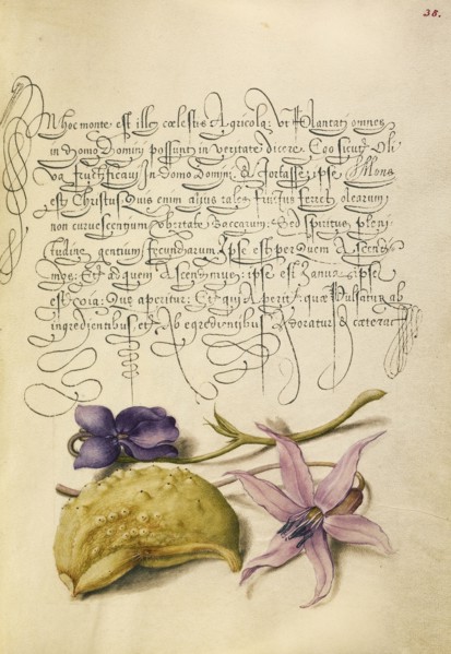 Sweet Violet, Gourd, and Dog-Tooth Violet; Joris Hoefnagel, Flemish , Hungarian, 1542 - 1600, and Georg Bocskay Hungarian