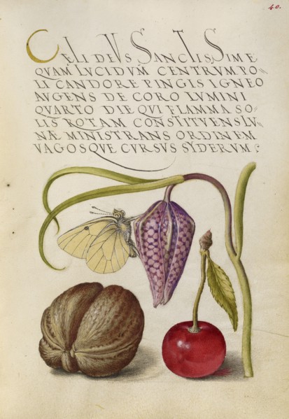 Butterfly, Snakeshead, English Walnut, and Sweet Cherry; Joris Hoefnagel, Flemish , Hungarian, 1542 - 1600, and Georg Bocskay
