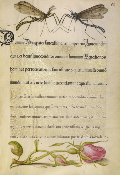 Crested Crane Fly, Insect, and French Rose; Joris Hoefnagel, Flemish , Hungarian, 1542 - 1600, and Georg Bocskay Hungarian