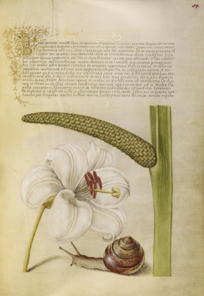 Madonna Lily, Terrestrial Mollusk, and Sweet Flag; Joris Hoefnagel, Flemish , Hungarian, 1542 - 1600, and Georg Bocskay