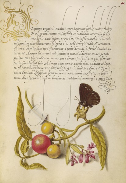 Ringlet, False Jerusalem Cherry, and Milkwort; Joris Hoefnagel, Flemish , Hungarian, 1542 - 1600, and Georg Bocskay, Hungarian