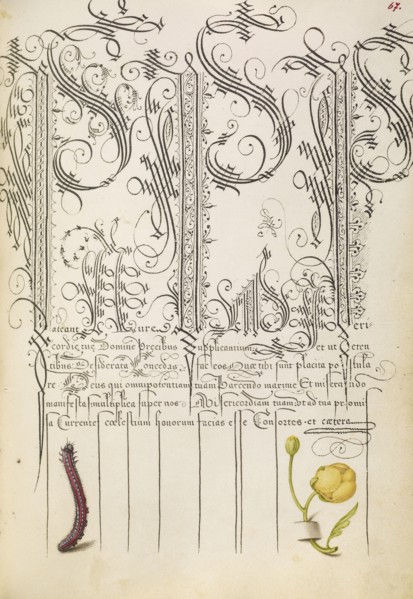 Caterpillar and Globeflower; Joris Hoefnagel, Flemish , Hungarian, 1542 - 1600, and Georg Bocskay, Hungarian, died 1575