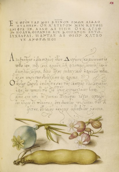 Opium Poppy, Bladder Campion, and Broad Bean; Joris Hoefnagel, Flemish , Hungarian, 1542 - 1600, and Georg Bocskay, Hungarian