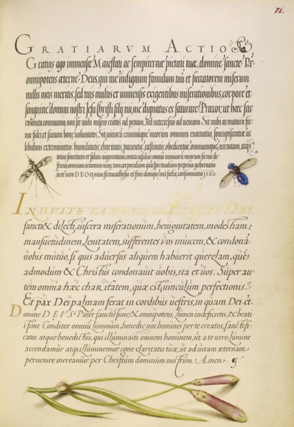 Insects and Carnation; Joris Hoefnagel, Flemish , Hungarian, 1542 - 1600, and Georg Bocskay, Hungarian, died 1575, Vienna
