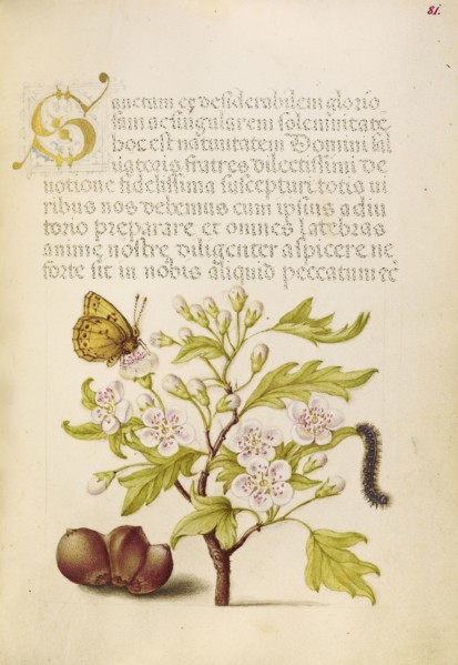 Insect, English Hawthorn, Caterpillar, and European Filbert; Joris Hoefnagel, Flemish , Hungarian, 1542 - 1600, and Georg
