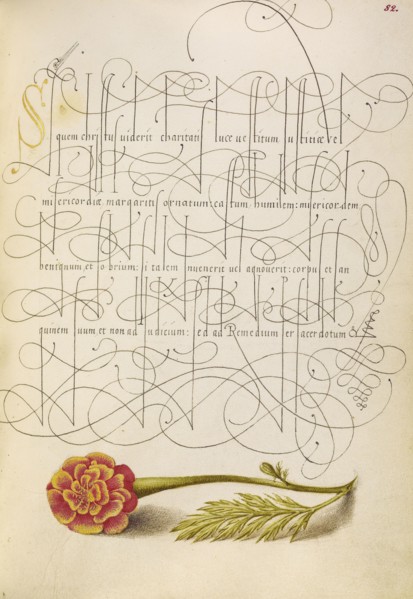 French Marigold; Joris Hoefnagel, Flemish , Hungarian, 1542 - 1600, and Georg Bocskay, Hungarian, died 1575, Vienna, Austria