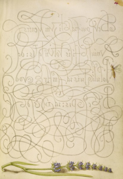 Insect and Hyssop; Joris Hoefnagel, Flemish , Hungarian, 1542 - 1600, and Georg Bocskay, Hungarian, died 1575, Vienna, Austria