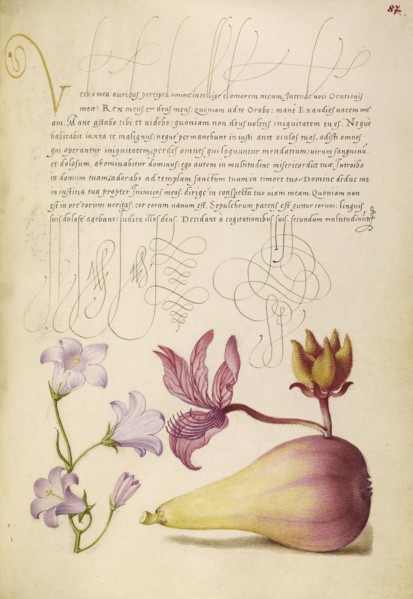 Rampion, Dittany, and Pear; Joris Hoefnagel, Flemish , Hungarian, 1542 - 1600, and Georg Bocskay, Hungarian, died 1575, Vienna