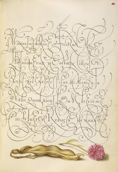 Kidney Bean and English Daisy; Joris Hoefnagel, Flemish , Hungarian, 1542 - 1600, and Georg Bocskay, Hungarian, died 1575