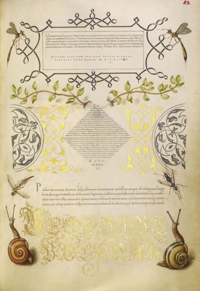 Insects, Basil Thyme, and Land Snails; Joris Hoefnagel, Flemish , Hungarian, 1542 - 1600, and Georg Bocskay, Hungarian, died