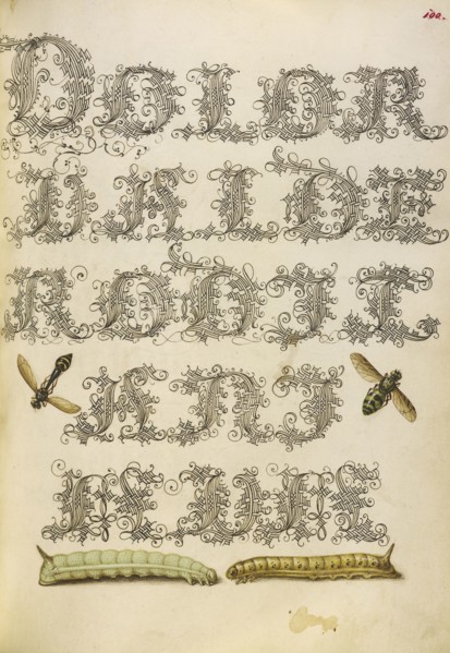 Potter Wasp, Hover Fly, and Caterpillars; Joris Hoefnagel, Flemish , Hungarian, 1542 - 1600, and Georg Bocskay, Hungarian
