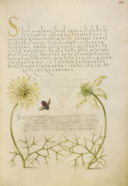 Black Cumins and Insect; Joris Hoefnagel, Flemish , Hungarian, 1542 - 1600, and Georg Bocskay, Hungarian, died 1575, Vienna