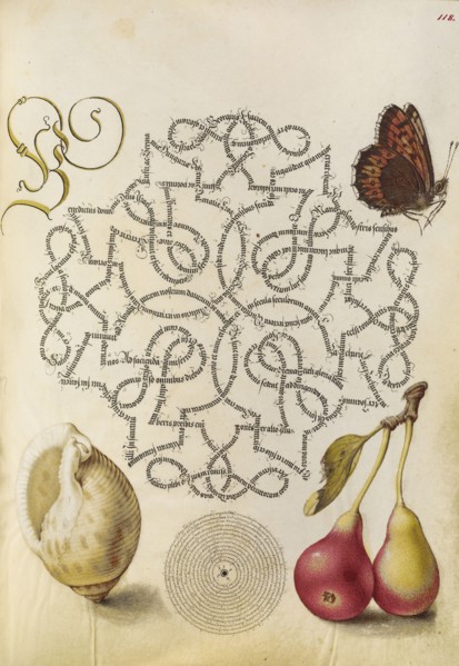 Butterfly, Marine Mollusk, and Pear; Joris Hoefnagel, Flemish , Hungarian, 1542 - 1600, and Georg Bocskay, Hungarian, died 1575