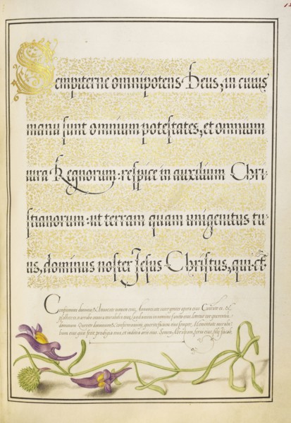 Toadflax; Joris Hoefnagel, Flemish , Hungarian, 1542 - 1600, and Georg Bocskay, Hungarian, died 1575, Vienna, Austria; 1561