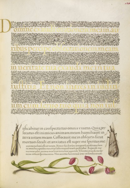 Grass Moths and Milkwort; Joris Hoefnagel, Flemish , Hungarian, 1542 - 1600, and Georg Bocskay, Hungarian, died 1575, Vienna