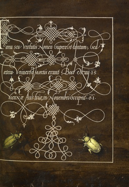 Ground Beetle and Scarab; Joris Hoefnagel, Flemish , Hungarian, 1542 - 1600, and Georg Bocskay, Hungarian, died 1575, Vienna