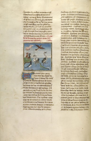 The Creation of Birds; Ghent, Belgium; about 1475; Tempera colors, gold leaf, and gold paint on parchment; Leaf: 43.8 x 30.5 cm