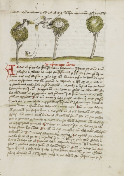 A Goshawk in a Tree and a Nightingale Flying Away from its Nest; Trier, probably, Germany; third quarter of 15th century; Pen