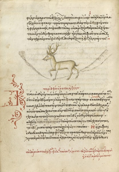 A Stag; Crete, Greece; 1510 - 1520; Pen and red lead and iron gall inks, watercolors, tempera colors, and gold paint on paper