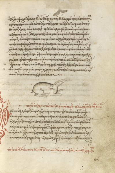 A Hare; Crete, Greece; 1510 - 1520; Pen and red lead and iron gall inks, watercolors, tempera colors, and gold paint on paper