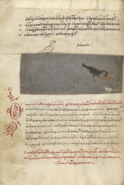 A Bird and a Bird Catching a Fish; Crete, Greece; 1510 - 1520; Pen and red lead and iron gall inks, watercolors, tempera colors