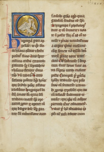 A Hoopoe; Thérouanne ?, France, formerly Flanders, fourth quarter of 13th century, after 1277, Tempera colors, pen and ink