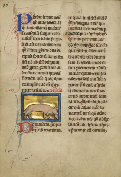 A Weasel; Thérouanne ?, France, formerly Flanders, fourth quarter of 13th century, after 1277, Tempera colors, pen and ink