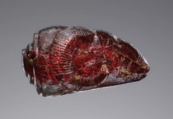 Pendant: Ram's Head; Italy; 525 - 480 B.C; Amber; 19.5 × 15.5 × 28 mm, 3,4 × 5,8 × 1 1,8 in