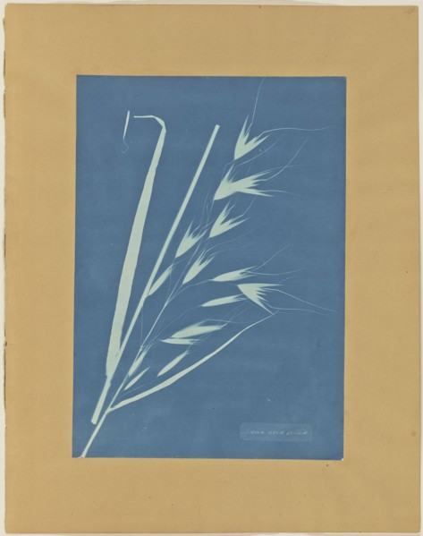 Uvena Novae Villiae; Anna Atkins, British, 1799 - 1871, and Anne Dixon, British, 1799 - 1877, about 1854; Cyanotype; 34.9 × 24