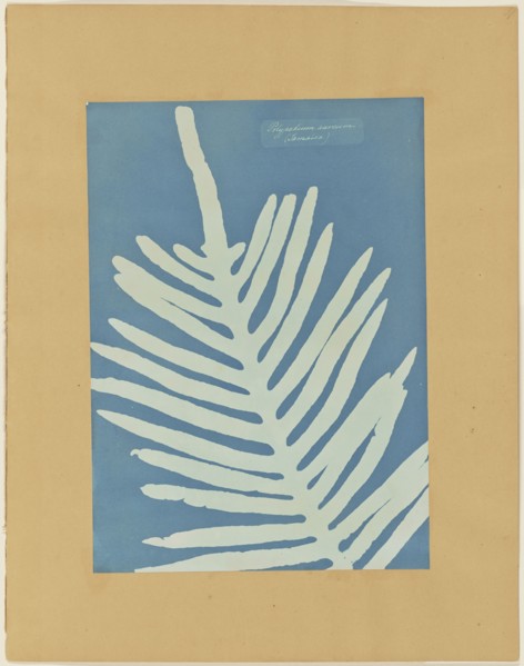 Polypodium Aureum, Jamaica, Anna Atkins, British, 1799 - 1871, and Anne Dixon, British, 1799 - 1877, 1854; Cyanotype