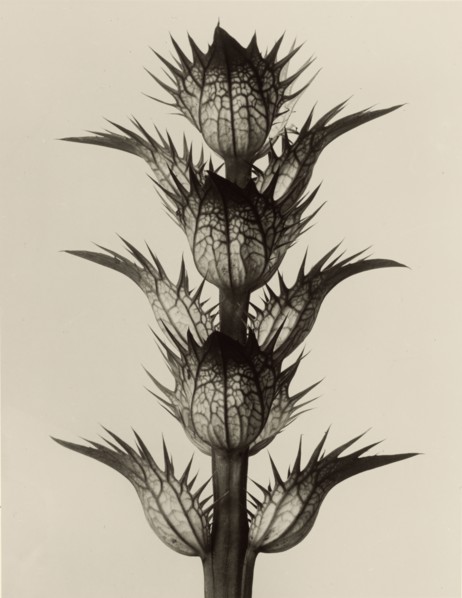 Acanthus mollis; Karl Blossfeldt, German, 1865 - 1932, Berlin, Germany; 1928; Gelatin silver print; 25.8 × 19.9 cm