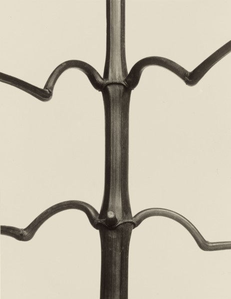 Impatiens glandulifera; Karl Blossfeldt, German, 1865 - 1932, Berlin, Germany; 1928; Gelatin silver print; 25.9 × 20 cm