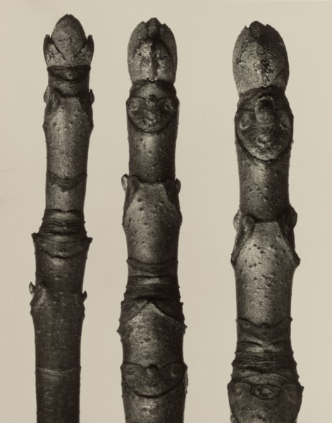 Aesculus parviflora; Karl Blossfeldt, German, 1865 - 1932, Berlin, Germany; 1928; Gelatin silver print; 15.9 × 20.4 cm