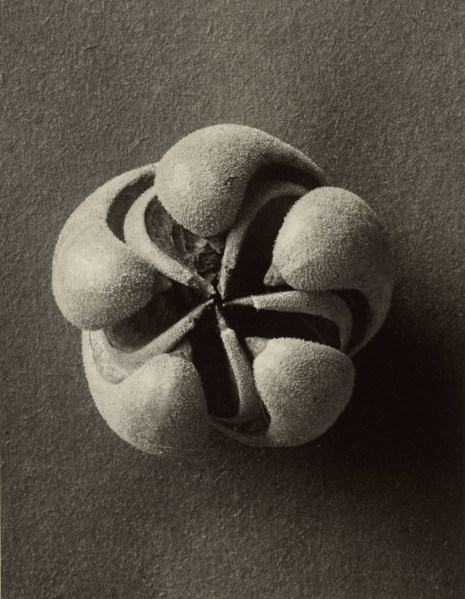 Blumenbachia hieronymi, Loasaceae, Karl Blossfeldt, German, 1865 - 1932, Berlin, Germany; 1932; Gelatin silver print