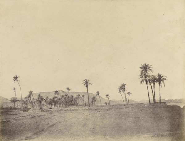 Etude de dattiers; John Beasly Greene, American, born France, 1832 - 1856, Egypt; 1853 - 1854; Salted paper print from a waxed