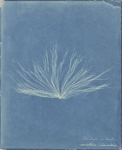 Confervae; Attributed to Anna Atkins, British, 1799 - 1871, and , or attributed to Herschel Family, Anne Dixon British, 1799