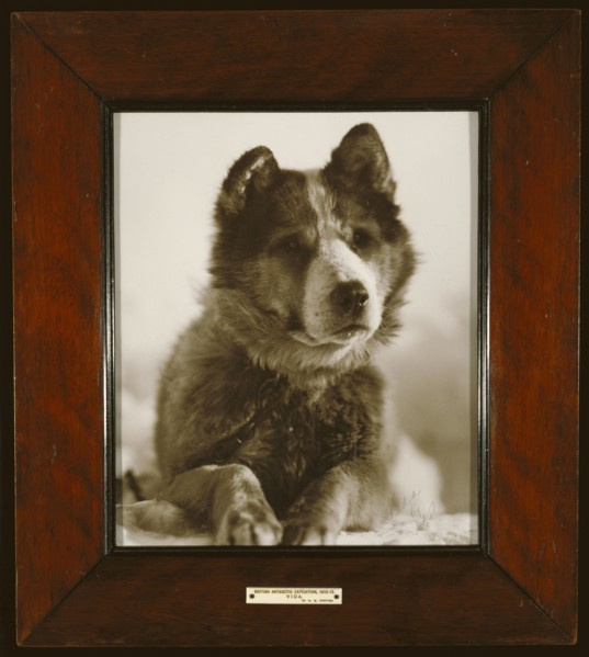 Vida , one of the best of the dogs used by Capt. Smith on his South Pole Expedition, 1910 - 1913, Herbert G. Ponting, British