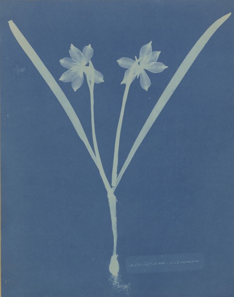 Leucojam Varium; Anna Atkins, British, 1799 - 1871, and Anne Dixon, British, 1799 - 1877, 1854; Cyanotype; 25.2 x 20 cm