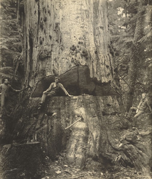 Felling a Cedar Tree, 30 Miles East of Seattle, 76 Feet in Circumference; Darius Kinsey, American, 1869 - 1945, Washington
