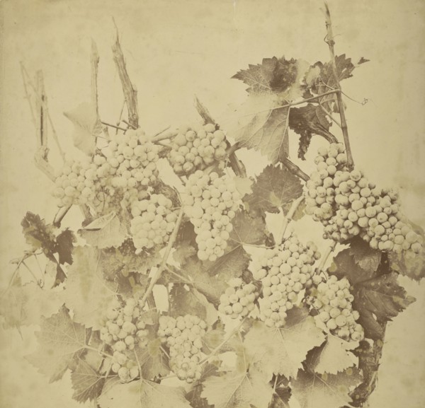 Grapes; Adolphe Braun, French, 1811 - 1877, France; about 1854 - 1860; Salted paper print; 44 x 45 cm 17 5,16 x 17 11,16 in