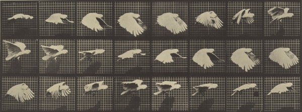 Animal Locomotion; Eadweard J. Muybridge, American, born England, 1830 - 1904, 1887; Collotype; 16.5 x 43.8 cm