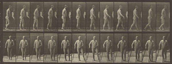Animal Locomotion; Eadweard J. Muybridge, American, born England, 1830 - 1904, 1887; Collotype; 16 x 44.1 cm